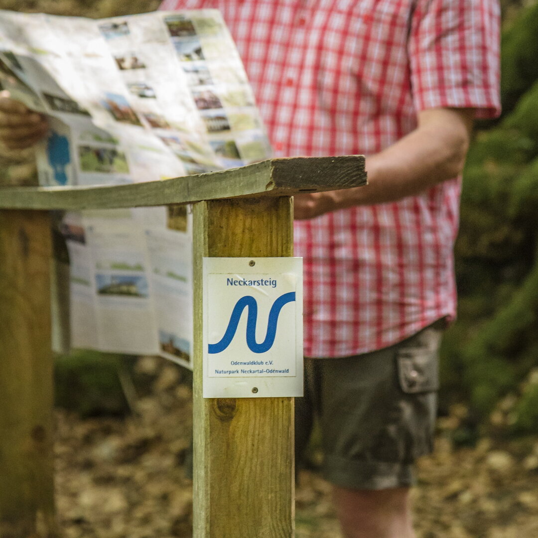 Neckarsteig-Wanderer im Neckargemünder Wald mit Karte