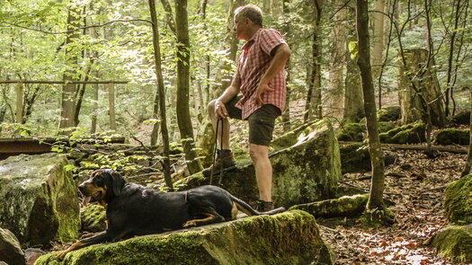 Wanderer wandert über das Felsenmeer am Neckarsteig in Neckargemünd