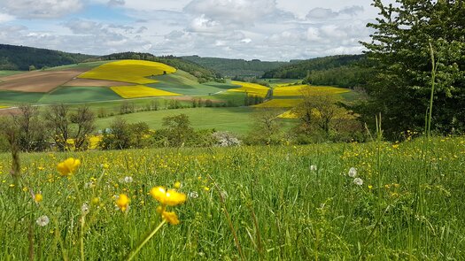 Geopunkt Mittelberg inmitten blühender Frphlingswiesen bei Neckarkatzenbach